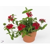 VERBE LASCAR RED