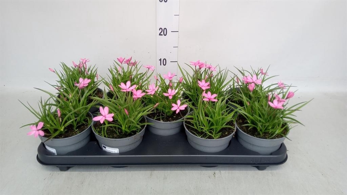 <h4>Rhodohypoxis baurii</h4>