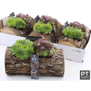 ARR SEMPERVIVUM