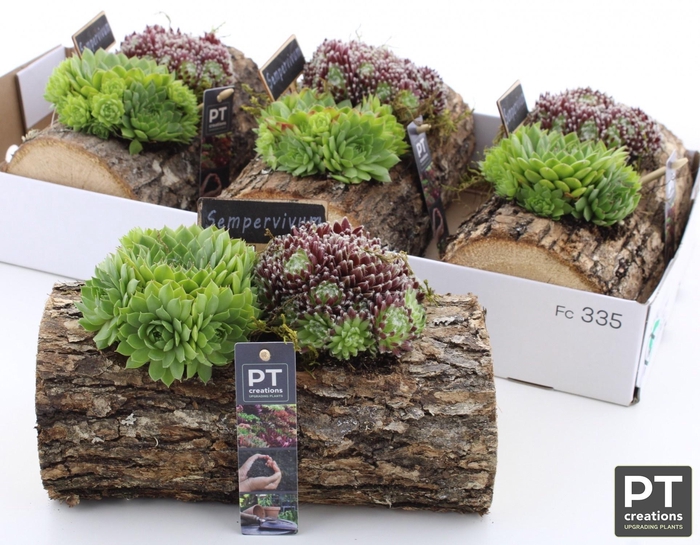 <h4>ARR SEMPERVIVUM</h4>