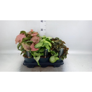 Syngonium   ...mix