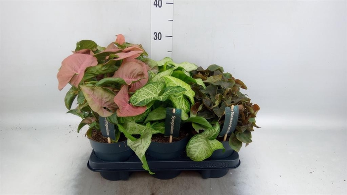 <h4>Syngonium ...mix</h4>
