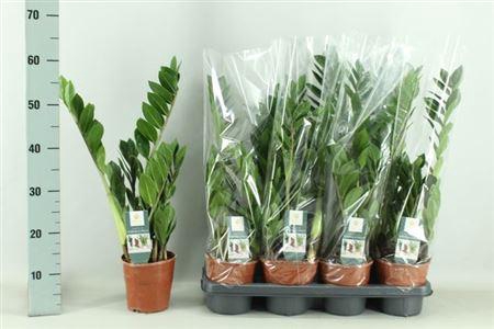 <h4>Zamio Zamiifolia</h4>