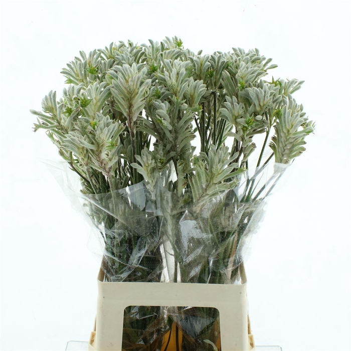 <h4>Anigoz Bush Diamond</h4>