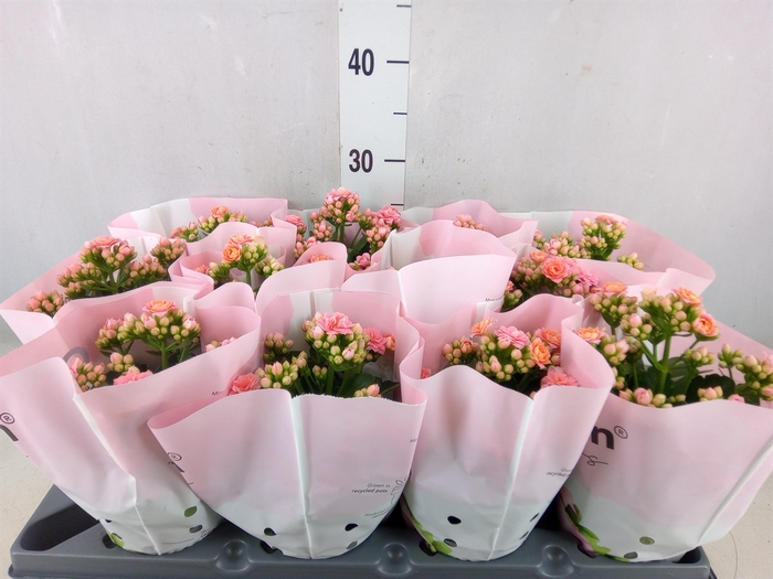<h4>Kalanchoe   ...</h4>