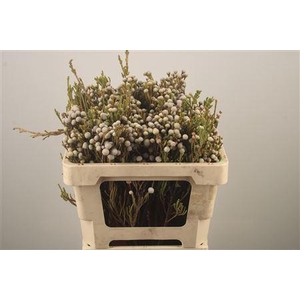 Kaaps Silver Brunia Spray