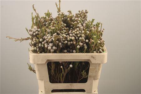 <h4>Kaaps Silver Brunia Spray</h4>