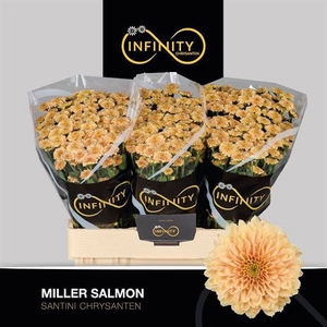 Chr San Miller Salmon Infinity