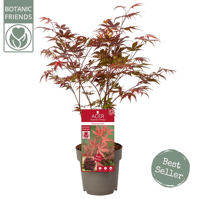 <h4>Acer palm. 'Atropurpureum'</h4>