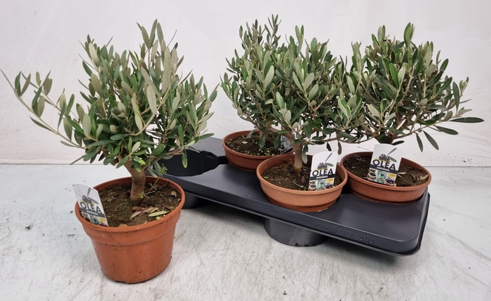 <h4>OLEA EUROPAEA</h4>
