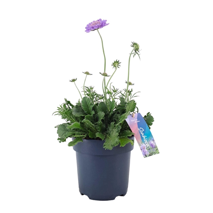 <h4>Scabiosa Butterfly Blue</h4>