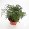 RENDA FRANCESA C25