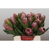 Protea Pink Ice