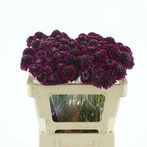 Scabiosa Hot Pink Scoop Extra
