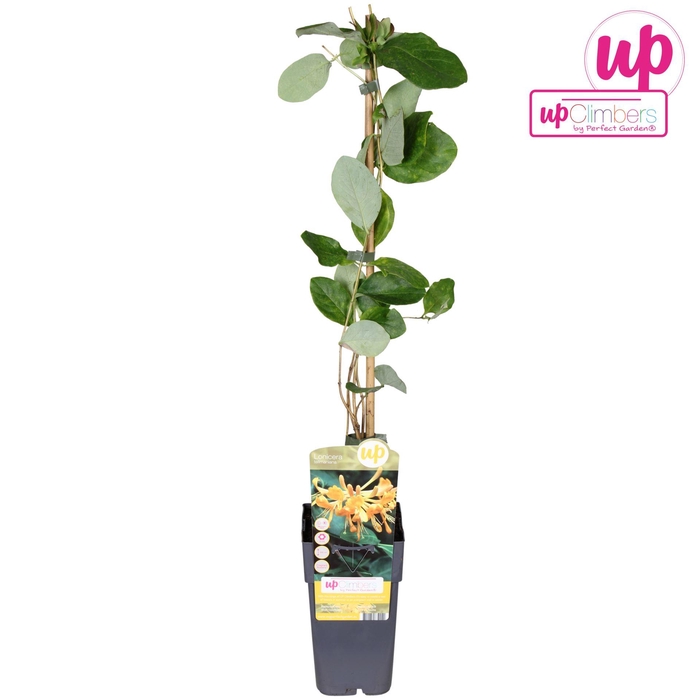 Lonicera tellmanniana