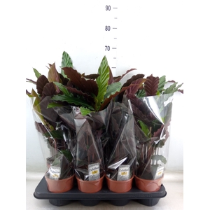 Calathea rufibarba 'Wavestar'