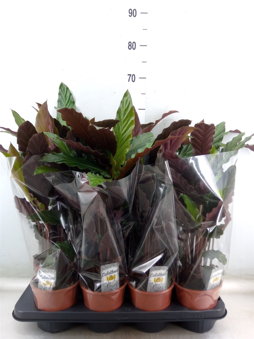 <h4>Calathea rufibarba 'Wavestar'</h4>