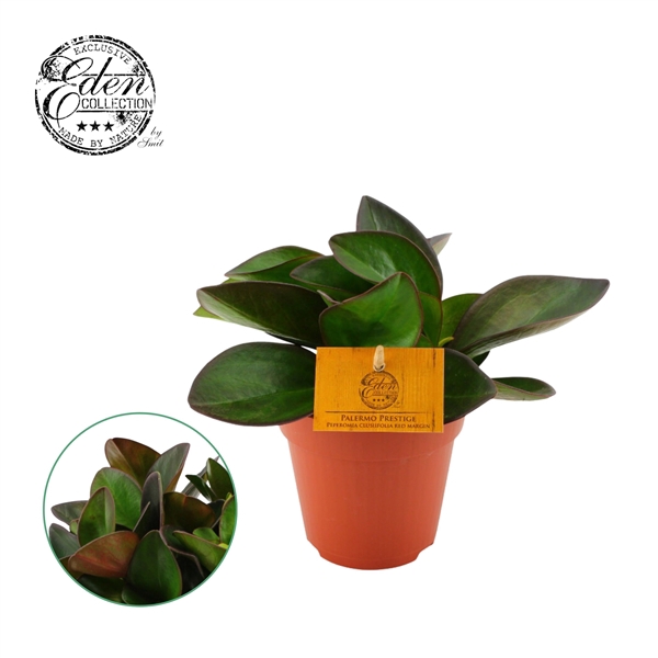 <h4>Peperomia Clussifolia Red Margin 12cm</h4>