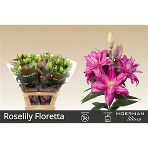 Li Or Du Rl Floretta