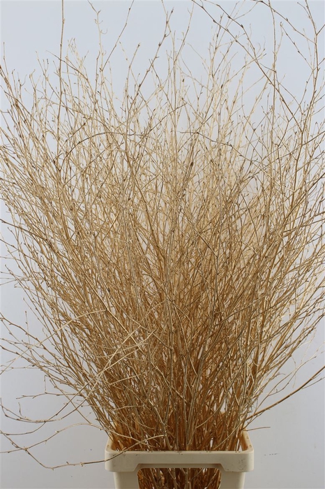 <h4>Berk Gold 120cm</h4>