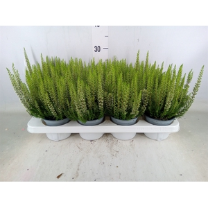 Calluna vulg. 'Beauty L Verenka'