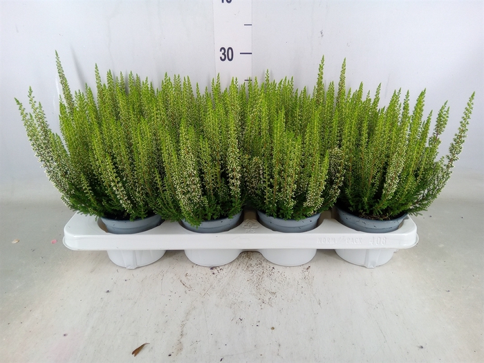 <h4>Calluna vulg. 'Beauty L Verenka'</h4>