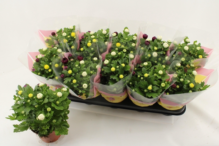 <h4>CHRYS GEM IN POT</h4>