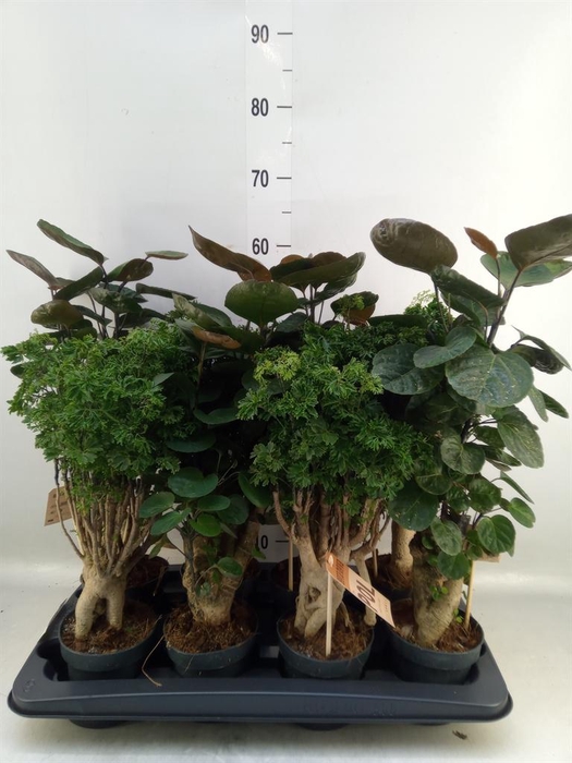 <h4>Polyscias   ...</h4>