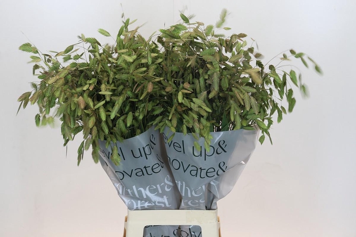 <h4>Chasmanthium Green</h4>