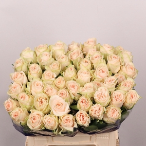 R GR WEDDING ROSE