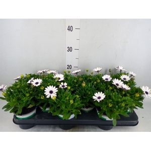 Osteospermum  'Senorita Blanca'