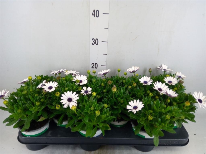 <h4>Osteospermum  'Senorita Blanca'</h4>