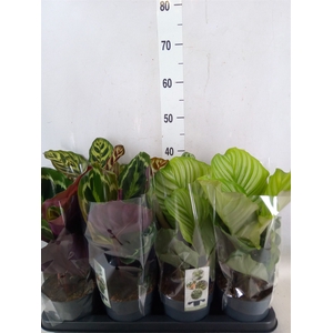 Calathea   ...mix 4