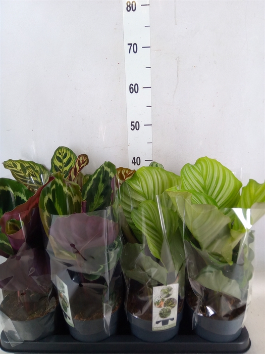 <h4>Calathea   ...mix 4</h4>