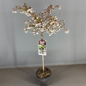Prunus inc. 'Kojou-no-mai' C3