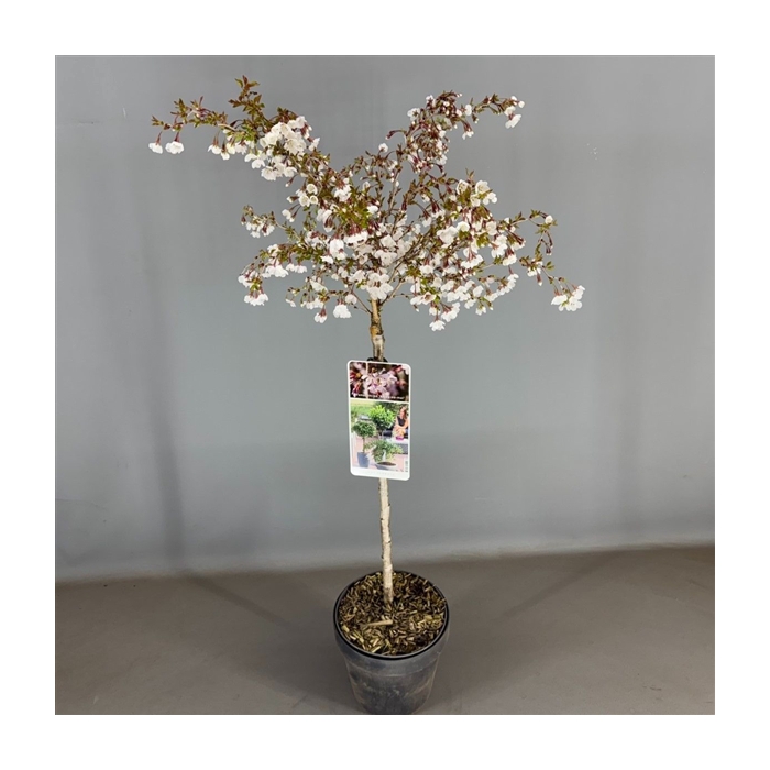 <h4>Prunus inc. 'Kojou-no-mai' C3</h4>