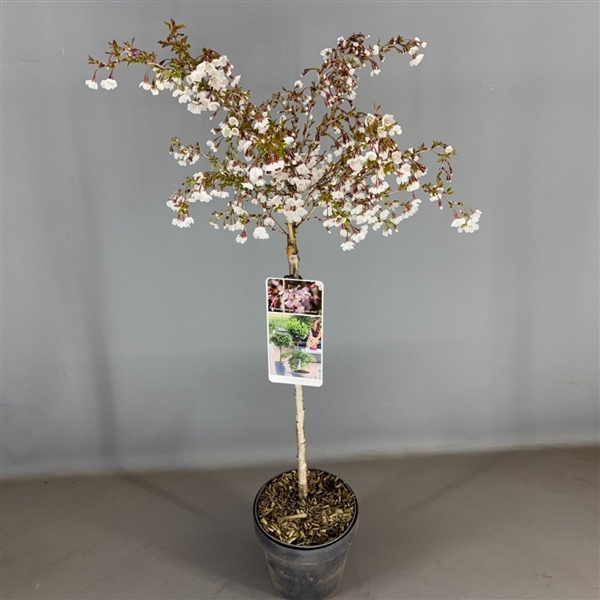 Prunus inc. 'Kojou-no-mai' C3