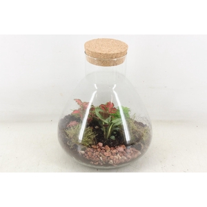 arr3 WR - Terrarium Erlenmeyer M