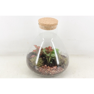 arr3 WR - Terrarium Erlenmeyer M