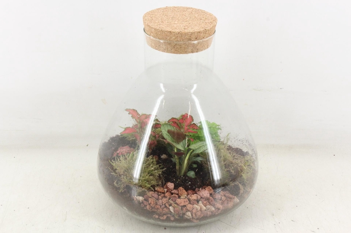 <h4>arr3 WR - Terrarium Erlenmeyer M</h4>