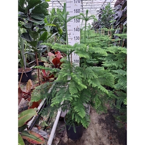 Araucaria toef 150