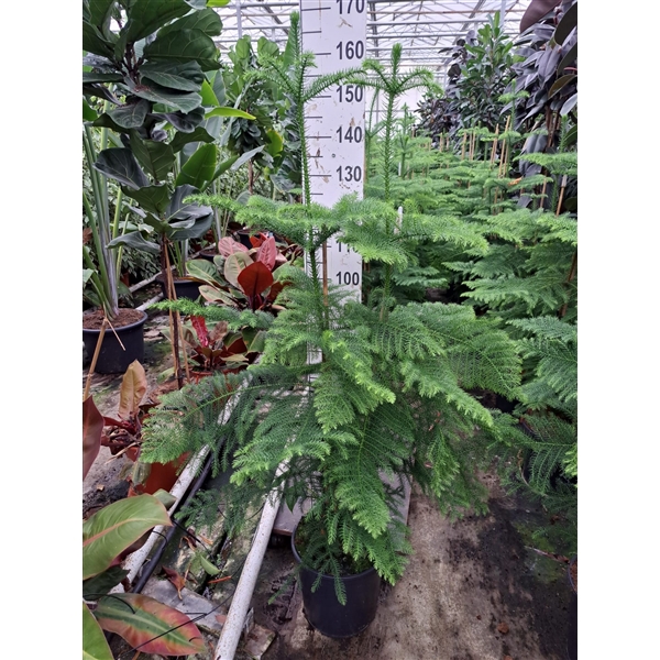 <h4>Araucaria toef 150</h4>