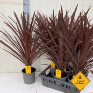Cordyline Australis Red Star 17Ø 80cm