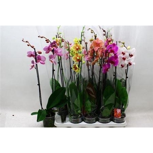 Phal Gem 7 Kl 2 Branches 18+