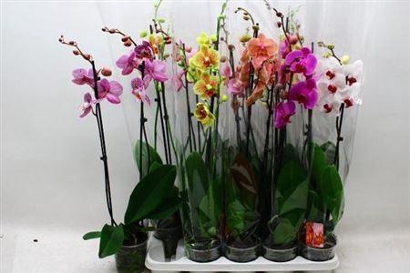 <h4>Phal Gem 7 Kl 2 Branches 18+</h4>
