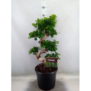 Ficus microcarpa 'Ginseng'