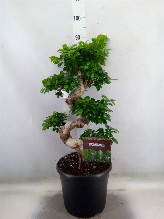 <h4>Ficus microcarpa 'Ginseng'</h4>
