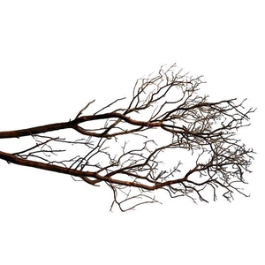 Branch Manzanita H60