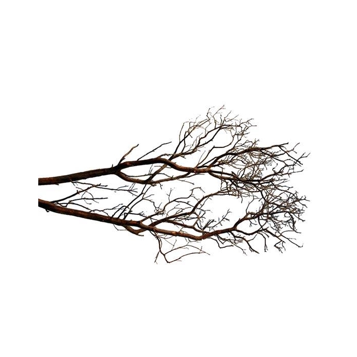 <h4>Branch Manzanita H120</h4>
