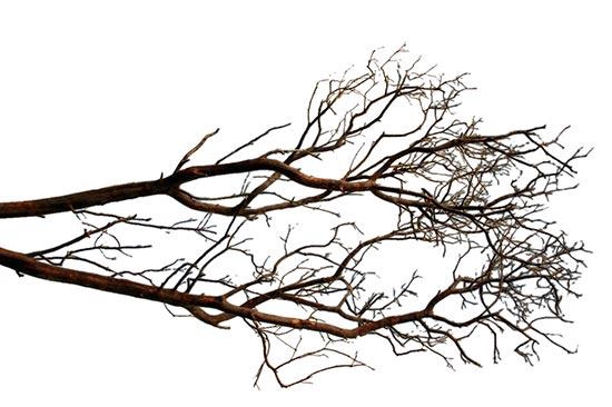 Branch Manzanita H180